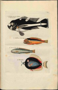 UB Utrecht - Louis Renard - 1782 - Natuurlyke Historie - page 84