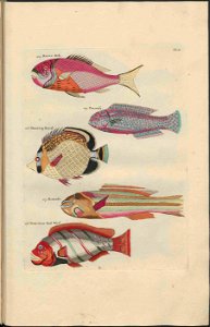 UB Utrecht - Louis Renard - 1782 - Natuurlyke Historie - page 108