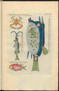 UB Utrecht - Louis Renard - 1782 - Natuurlyke Historie - page 208