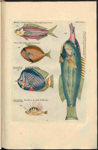 UB Utrecht - Louis Renard - 1782 - Natuurlyke Historie - page 198