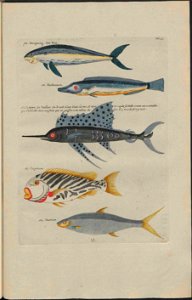UB Utrecht - Louis Renard - 1782 - Natuurlyke Historie - page 134