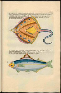 UB Utrecht - Louis Renard - 1782 - Natuurlyke Historie - page 240