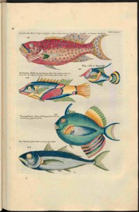 UB Utrecht - Louis Renard - 1782 - Natuurlyke Historie - page 196