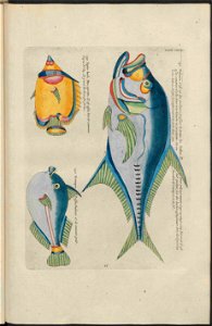 UB Utrecht - Louis Renard - 1782 - Natuurlyke Historie - page 212