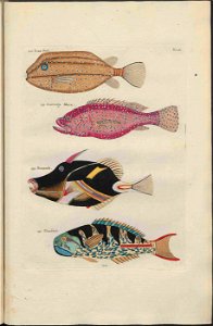 UB Utrecht - Louis Renard - 1782 - Natuurlyke Historie - page 122