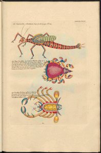 UB Utrecht - Louis Renard - 1782 - Natuurlyke Historie - page 228