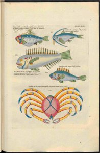 UB Utrecht - Louis Renard - 1782 - Natuurlyke Historie - page 200