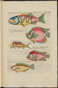 UB Utrecht - Louis Renard - 1782 - Natuurlyke Historie - page 190