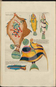 UB Utrecht - Louis Renard - 1782 - Natuurlyke Historie - page 172