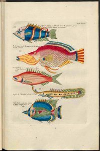 UB Utrecht - Louis Renard - 1782 - Natuurlyke Historie - page 188