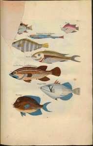 UB Utrecht - Louis Renard - 1782 - Natuurlyke Historie - page 68