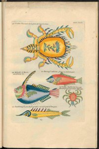 UB Utrecht - Louis Renard - 1782 - Natuurlyke Historie - page 246