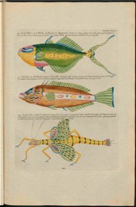 UB Utrecht - Louis Renard - 1782 - Natuurlyke Historie - page 220