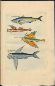 UB Utrecht - Louis Renard - 1782 - Natuurlyke Historie - page 86