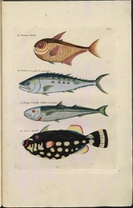 UB Utrecht - Louis Renard - 1782 - Natuurlyke Historie - page 96