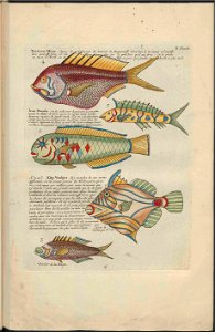 UB Utrecht - Louis Renard - 1782 - Natuurlyke Historie - page 158