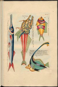 UB Utrecht - Louis Renard - 1782 - Natuurlyke Historie - page 182