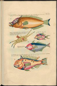UB Utrecht - Louis Renard - 1782 - Natuurlyke Historie - page 180
