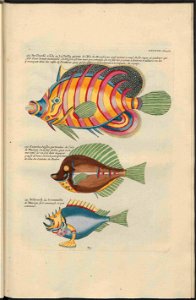 UB Utrecht - Louis Renard - 1782 - Natuurlyke Historie - page 230