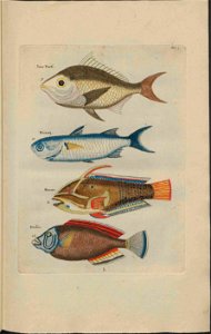 UB Utrecht - Louis Renard - 1782 - Natuurlyke Historie - page 70