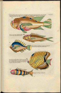 UB Utrecht - Louis Renard - 1782 - Natuurlyke Historie - page 194