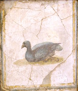Uccello, affresco Romano di Villa d'Arianna, Stabiae (Museo Archeologico Nazionale di Napoli) - 01