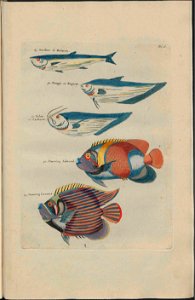 UB Utrecht - Louis Renard - 1782 - Natuurlyke Historie - page 98