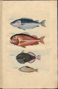 UB Utrecht - Louis Renard - 1782 - Natuurlyke Historie - page 100