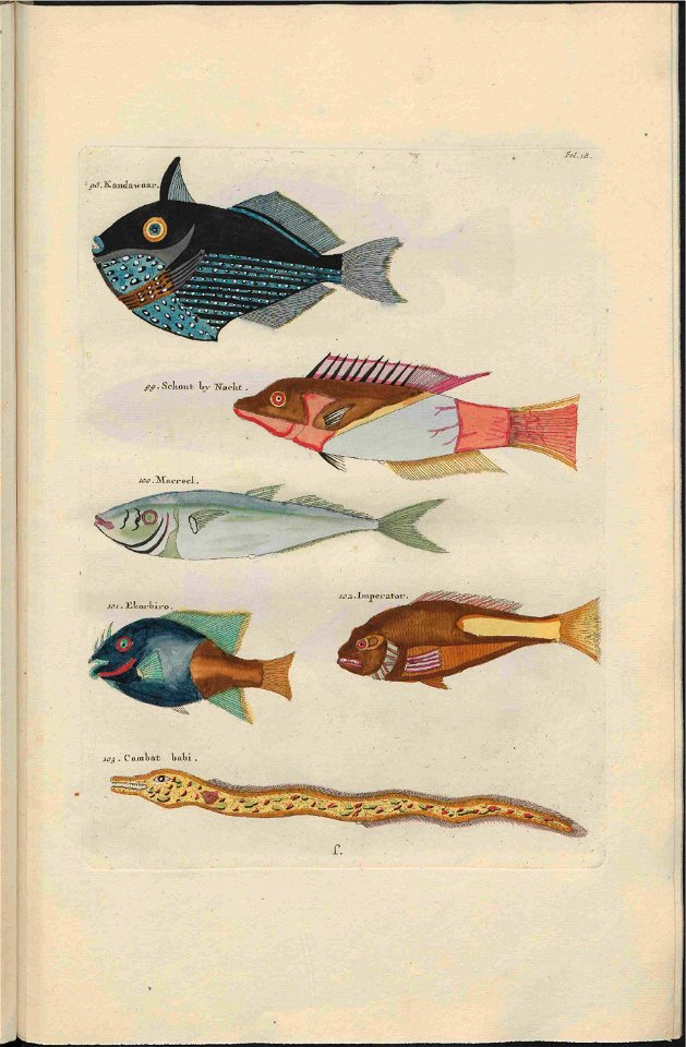 UB Utrecht - Louis Renard - 1782 - Natuurlyke Historie - page 102