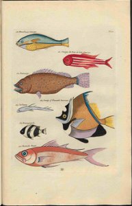 UB Utrecht - Louis Renard - 1782 - Natuurlyke Historie - page 126