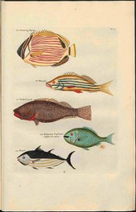 UB Utrecht - Louis Renard - 1782 - Natuurlyke Historie - page 106
