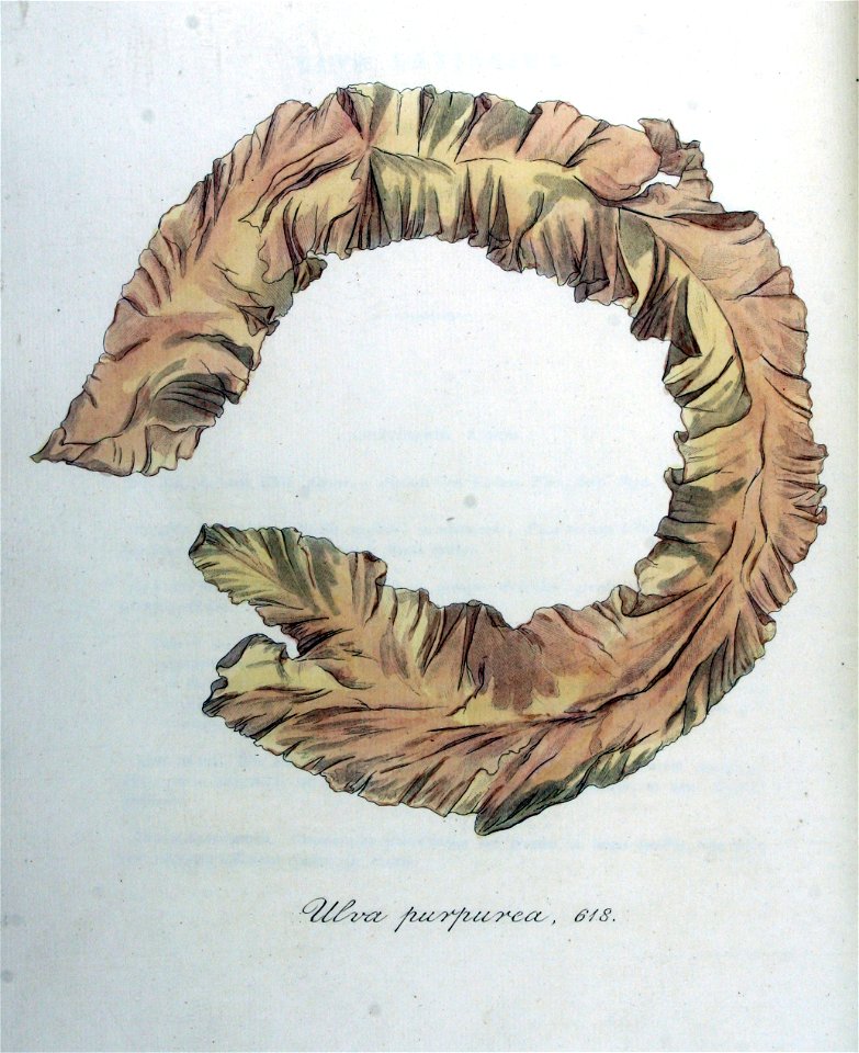 Ulva purpurea — Flora Batava — Volume v8