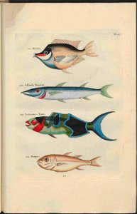 UB Utrecht - Louis Renard - 1782 - Natuurlyke Historie - page 146