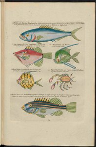 UB Utrecht - Louis Renard - 1782 - Natuurlyke Historie - page 206