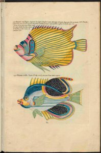 UB Utrecht - Louis Renard - 1782 - Natuurlyke Historie - page 264