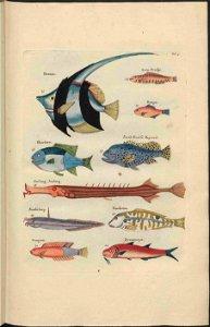 UB Utrecht - Louis Renard - 1782 - Natuurlyke Historie - page 72