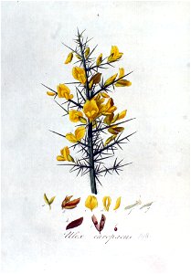 Ulex europaeus — Flora Batava — Volume v2