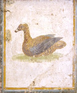 Uccello, affresco Romano di Villa d'Arianna, Stabiae (Museo Archeologico Nazionale di Napoli) - 02
