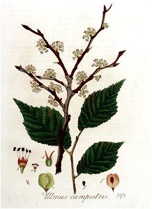 Ulmus campestris — Flora Batava — Volume v4