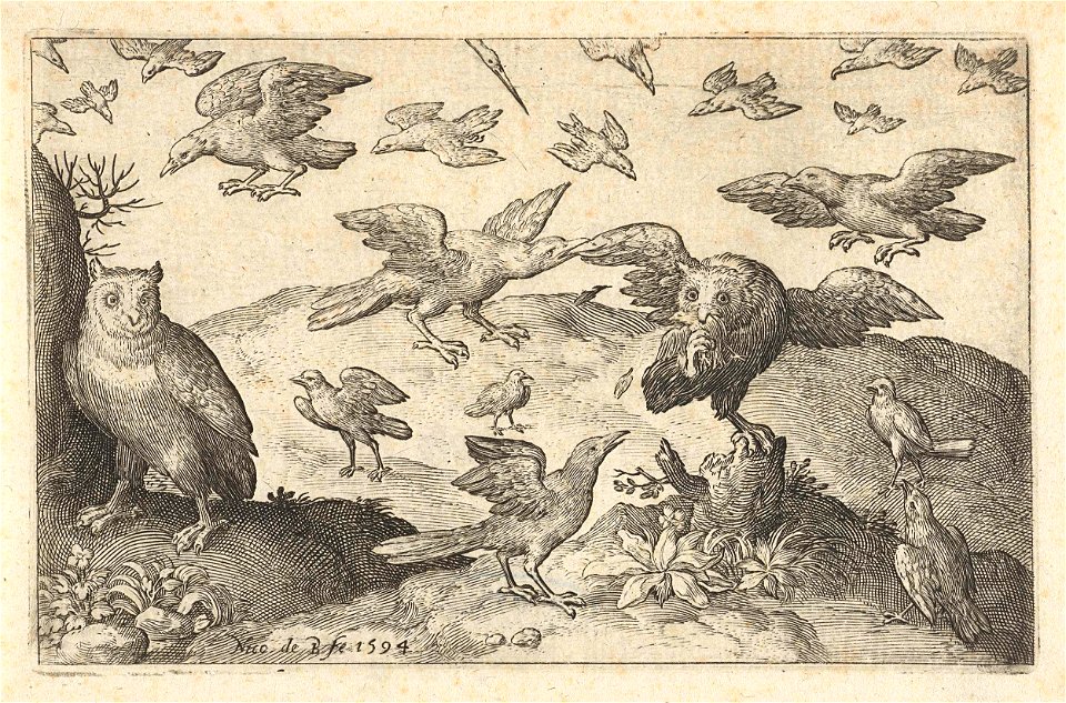 Uil met prooi belaagd door andere vogels