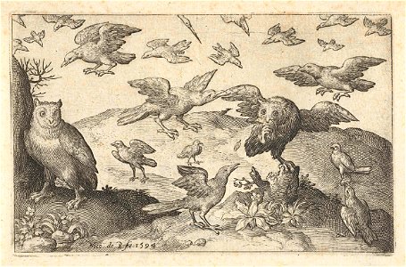 Uil met prooi belaagd door andere vogels