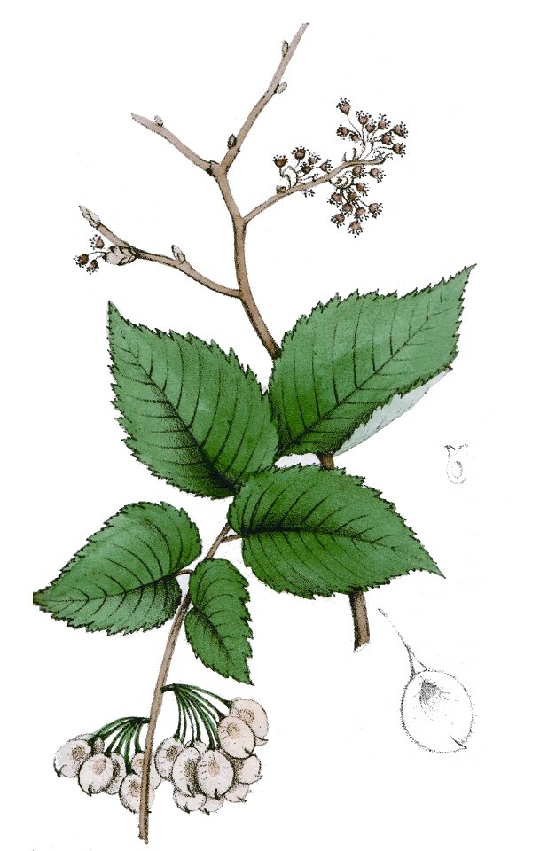 Ulmus effusa willd u campestris l ag1