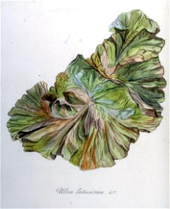 Ulva latissima — Flora Batava — Volume v8. Free illustration for personal and commercial use.