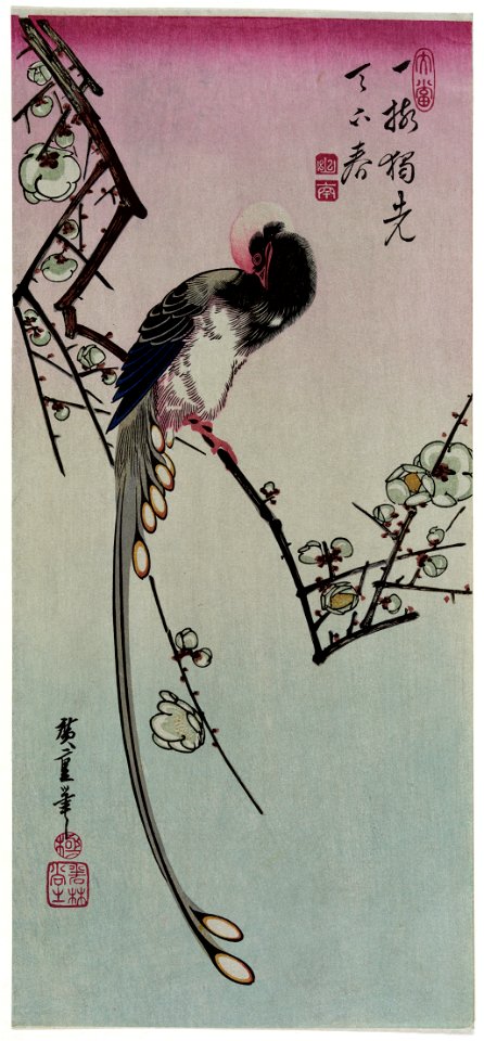 Ume ni Onagadori