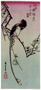 Ume ni Onagadori