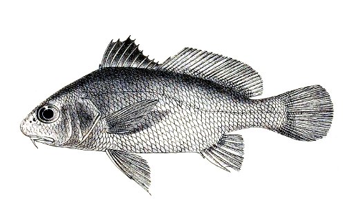 Umbrina russellii Ford 43