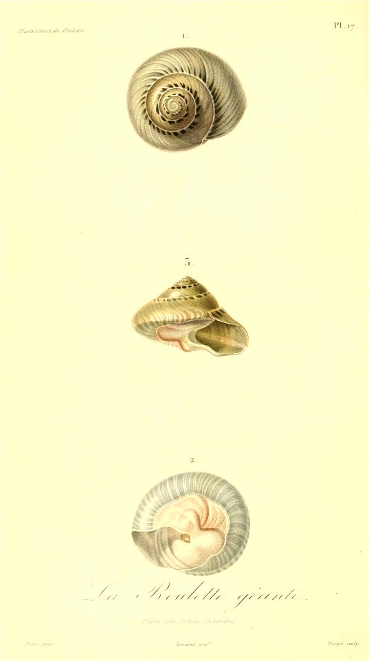 Umbonium giganteum 1831