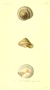 Umbonium giganteum 1831