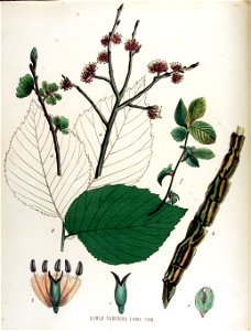Ulmus suberosa — Flora Batava — Volume v15. Free illustration for personal and commercial use.
