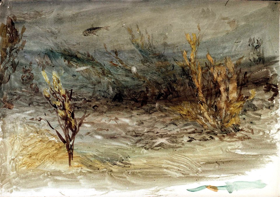 Underwater scene showing plant life, starfish and a shark RMG PU0490